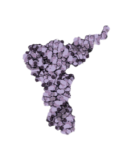tRNA molecule